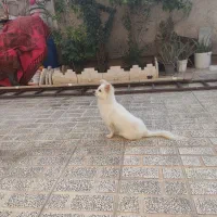 سگ پامرروباهی سفید فروش به علت مهاجرت|سگ|مرودشت, سهلآباد|دیوار