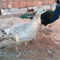 طاووس|پرنده|کرمان, |دیوار