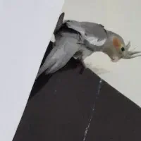 عروس هلندی ماده|پرنده|بندرعباس, |دیوار