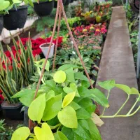 گل زینتی|گل و گیاه طبیعی|نجفآباد, طالقانی|دیوار