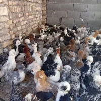 جوجه مرغ ۴ ماه|حیوانات مزرعه|اصفهان, نصرآباد|دیوار