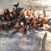 مرغ و خروس ۵ تا ۶ ماهه|حیوانات مزرعه|الشتر, |دیوار