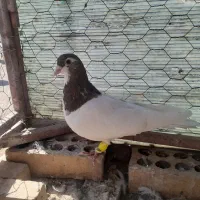 کفتر پرشی