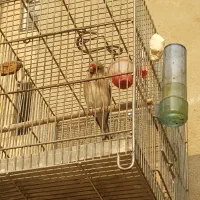 سهره|پرنده|تهران, دارآباد|دیوار