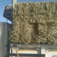 علف خشک بیده یونجه