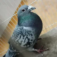 کفتر قر پولکی آلمانی