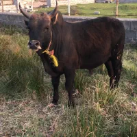 ورزا سیاه راش میزان