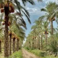 اجاره-سه-ساله-باغ