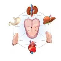آموزش طب سنتی درمان|خدمات آموزشی|یاسوج, |دیوار