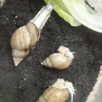 8 باکس حلزون و حلزون|لوازم جانبی حیوانات|قائم‌شهر, |دیوار