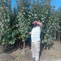 نهال های با کیفیت و اصلاح شده|خدمات باغبانی و درختکاری|تربت‌حیدریه, میدان مرکزی|دیوار