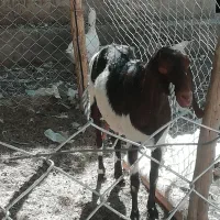 بز دو رگ پاکستانی|حیوانات مزرعه|شیراز, دروازه اصفهان|دیوار