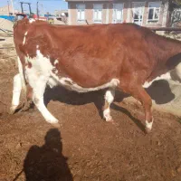 تلیسه سمینتال تک رنگ شرابی تازه زا