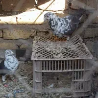 کبوتر عقابی سینه سفید یا بزک|پرنده|خواف, |دیوار