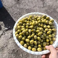 زیتون کنسروی رویال