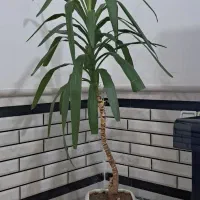 گل یوکا خانگی