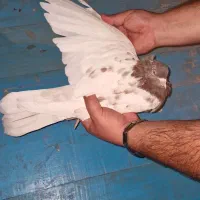 کبوتر کله طوقی|پرنده|سمنان, |دیوار