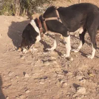 سگ گلی|سگ|شهرکرد, |دیوار