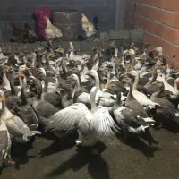 حراج غاز کشتار و تخمگذار|حیوانات مزرعه|بابل, |دیوار