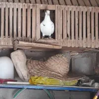 قفس چوپی با عشق