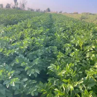سیب بذری سانته
