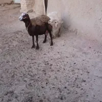 شیشک قوچ زانو زن|حیوانات مزرعه|خنداب, |دیوار