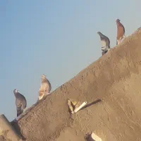 کفتر پرشی عالی خوب