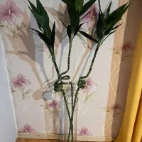 حراج وسیله مدرن با قیمت مناسب|حراج|رشت, سعدی (تختی)|دیوار