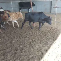 فروش ۲۸ راس گوساله دورگ|حیوانات مزرعه|تهران, آرژانتین|دیوار