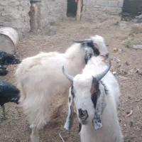 کهره نر|حیوانات مزرعه|تیمور آباد, |دیوار