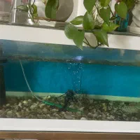 آکواریوم|ماهی|لاهیجان, خمیر کلایه|دیوار