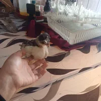 فروش جوجه|حیوانات مزرعه|لنگرود, |دیوار