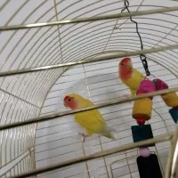 کوتوله برزیلی صورت هلویی نر و ماده مولد|پرنده|قم, چهل درخت|دیوار