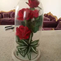گل باکس دار سالم