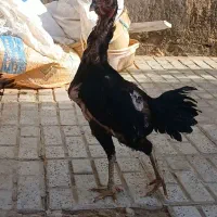 مرغ خروس لاری  ومحلی و بقلمون ومعاوضه باکفتر رنگه|حیوانات مزرعه|قاسم‌آباد (خواف), |دیوار