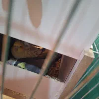 جفت عروس هلند|پرنده|کرمان, |دیوار