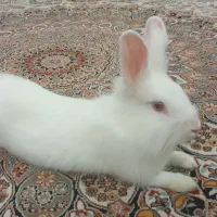 خرگوش سفیدباقفس|موش و خرگوش|اراک, |دیوار