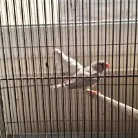 یک جفت فنچ رنگ خاص مولد|پرنده|اصفهان, گلزار|دیوار