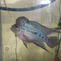 ماهی فلاور نر