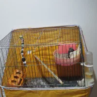 یک جفت قناری ماده