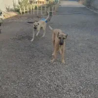 توله نر سرابی هفت ماهه