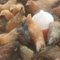 مرغ گلپایگانی تخمگذار ۴ ماهه اصیل|حیوانات مزرعه|خمینی‌شهر, |دیوار