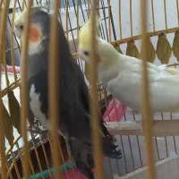 جوجه عروس پنج ماهه