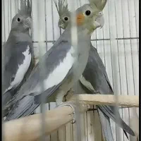 یکجفت عروس هلندی مولد|پرنده|قم, مسجد امام حسن|دیوار