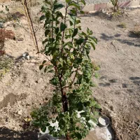 باغچه-540-متری-چهاردیواری-مغاوصه-با-خودرو