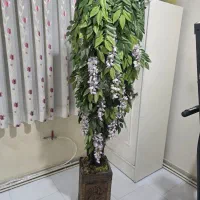 گل اقاقیا بهمراه گلدان