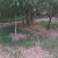فروش درخت تبریزی
