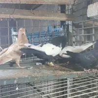 کبوتر سینه ای درشت|پرنده|اهواز, ۳۰ متری|دیوار