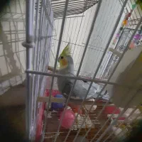 فروش یک عدد عروس هلندی سخنگو