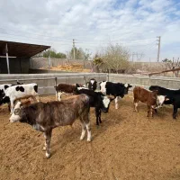 گیلدورگ لاغر